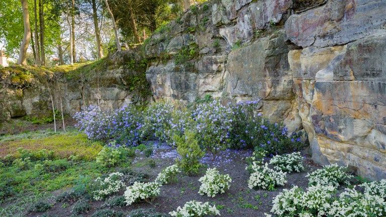 Quarry face along the drive with blue- and white-flowered plants in the bed at its base at Standen, West Sussex.